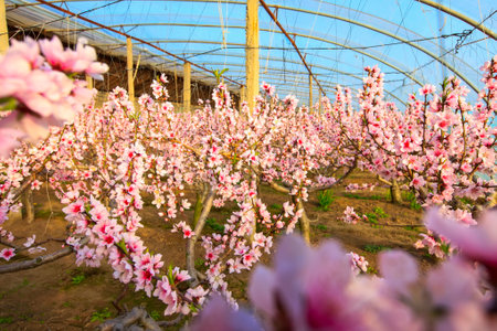 Peach trees in the greenhouse, peach trees in the greenhouse bloomの写真素材