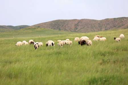 In the summer, A flock of sheep are eating grass on the grasslandの写真素材