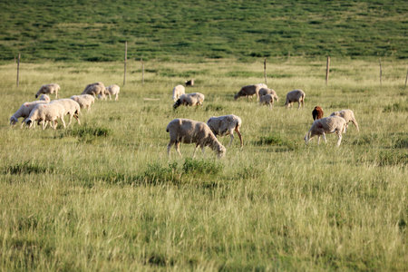 In the summer, A flock of sheep are eating grass on the grasslandの写真素材