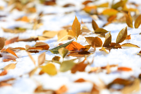 Leaves on the snow, yellow leaves on the snowの写真素材
