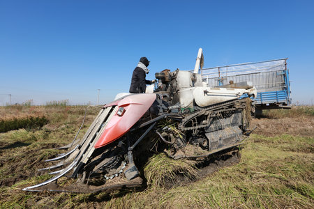 Harvester machine is harvesting ripe riceの写真素材