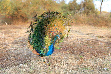 Beautiful peacocks on the grassの写真素材