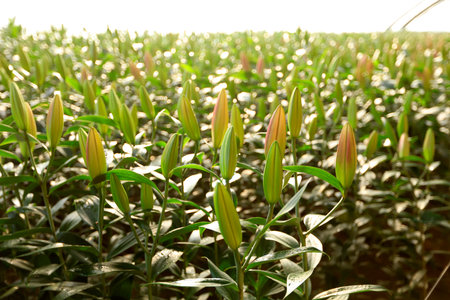 Lily flower in garden. The lily is in the greenhouseの写真素材