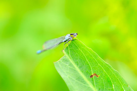 A damselfly hanging on a blade of grass against a green backgroundの写真素材
