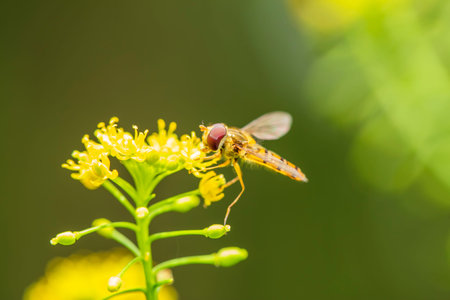 Syrphid flies, A hoverfly on a flower, A close-up