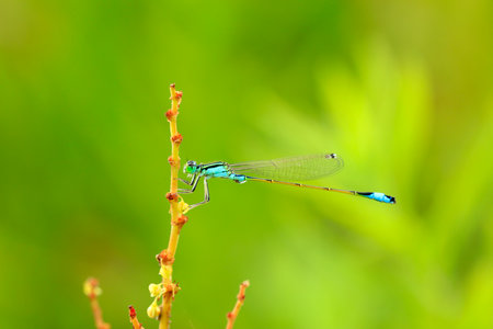 A damselfly hanging on a blade of grass against a green backgroundの写真素材