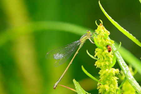 A damselfly hanging on a blade of grass against a green backgroundの写真素材