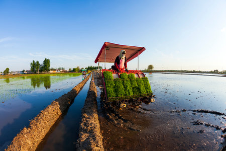 Farmers use farm machinery to grow rice in the fields, The farmers transplanting rice in the fieldsの写真素材