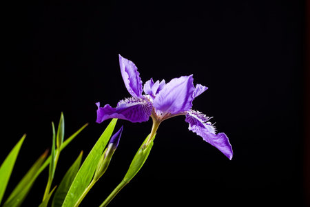 Purple iris blossom on a black background,Beautiful irises, close-up
