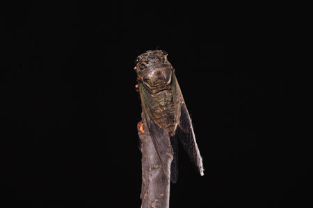 A cicada metamorphoses on a branch, A cicada is molting on a branch,black background,の写真素材