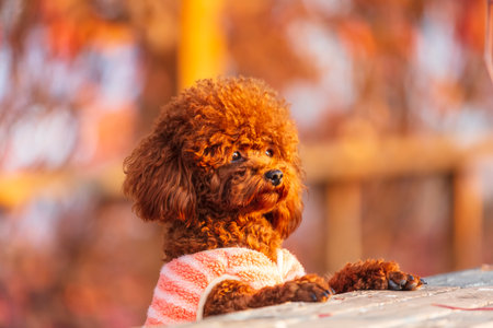 A toy poodle in autumn, beautiful autumn leavesの写真素材