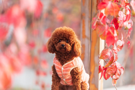A toy poodle in autumn, beautiful autumn leavesの写真素材