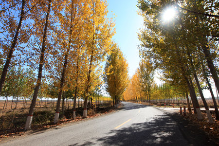 In autumn, asphalt roads and beautiful trees, Highway landscape in autumn, The poplar forest in autumnの写真素材