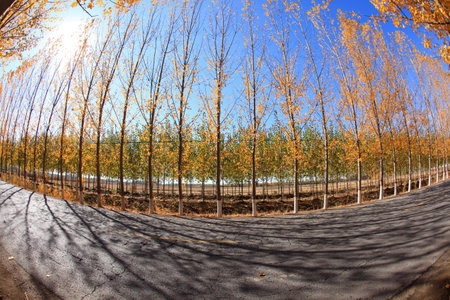 In autumn, asphalt roads and beautiful trees, Highway landscape in autumn, The poplar forest in autumnの写真素材