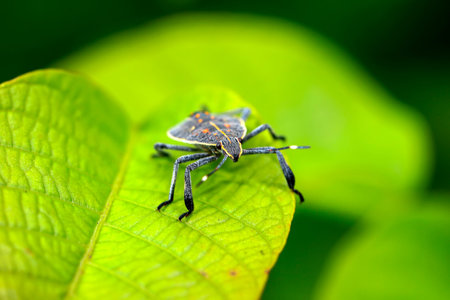 A Dolycoris baccarum Linnaeus, sloe bug
