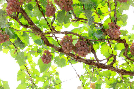 Vineyards at sunset in autumn harvest. Ripe grapes in fallの写真素材