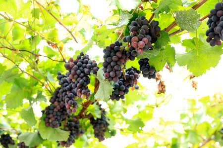Vineyards at sunset in autumn harvest. Ripe grapes in fallの写真素材