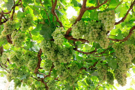 Vineyards at sunset in autumn harvest. Ripe grapes in fallの写真素材