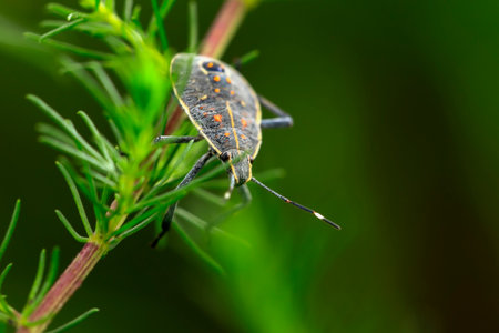 A Dolycoris baccarum Linnaeus, sloe bugの写真素材