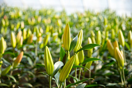 Lily flower in garden. The lily is in the greenhouseの写真素材
