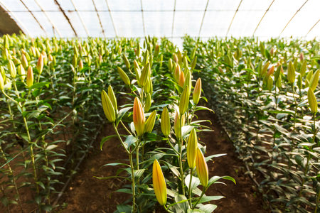 Lily flower in garden. The lily is in the greenhouseの写真素材