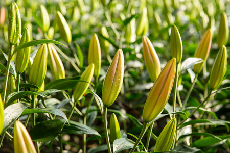Lily flower in garden. The lily is in the greenhouseの写真素材