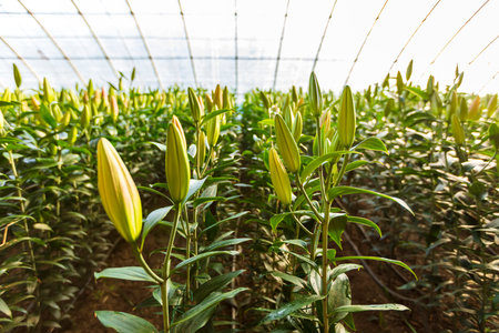 Lily flower in garden. The lily is in the greenhouseの写真素材