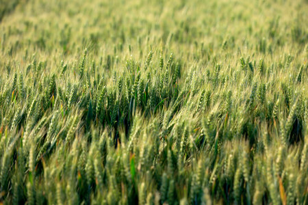 Green wheat is growing in the field, The wheat fields are under the blue sky and white cloudsの写真素材