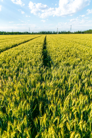 Green wheat is growing in the field, The wheat fields are under the blue sky and white cloudsの写真素材
