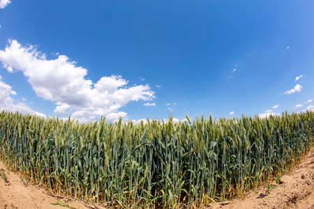 Green wheat is growing in the field, The wheat fields are under the blue sky and white cloudsの写真素材