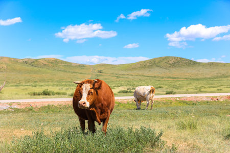 A herd of cattle was grazing on the prairieの写真素材