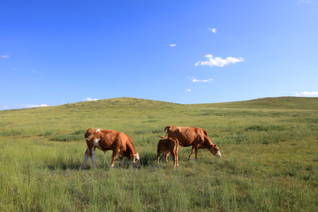 A herd of cattle was grazing on the prairieの写真素材