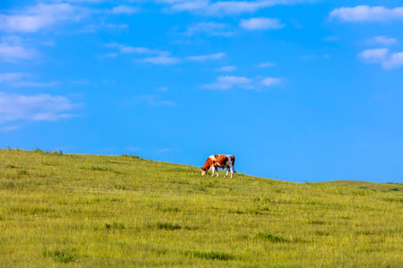 A herd of cattle was grazing on the prairieの写真素材
