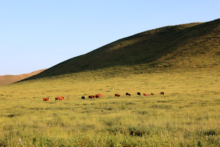 A herd of cattle was grazing on the prairieの写真素材