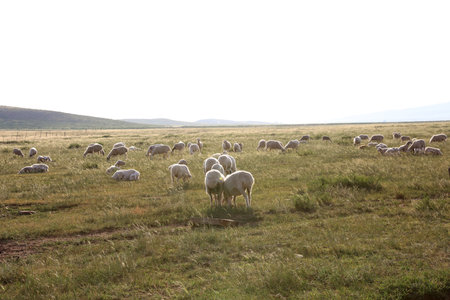 In the summer, A flock of sheep are eating grass on the grasslandの写真素材