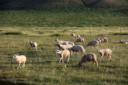 In the summer, A flock of sheep are eating grass on the grasslandの写真素材