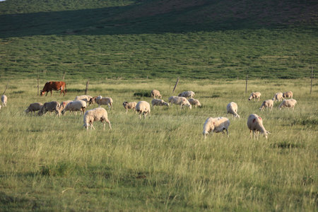 In the summer, A flock of sheep are eating grass on the grasslandの写真素材