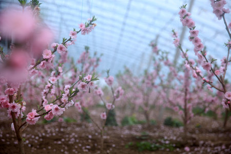 Peach trees in the greenhouse, peach trees in the greenhouse bloomの写真素材