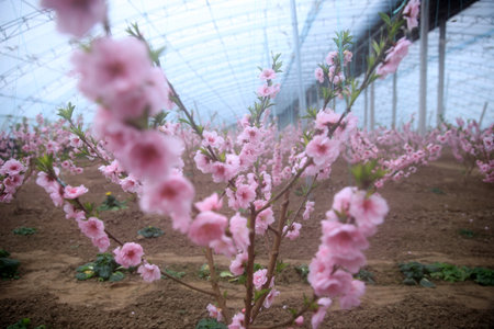 Peach trees in the greenhouse, peach trees in the greenhouse bloomの写真素材