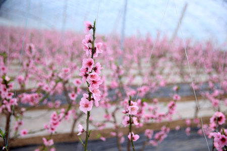 Peach trees in the greenhouse, peach trees in the greenhouse bloomの写真素材