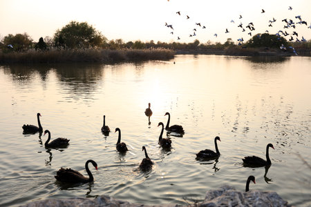 Several black swans were swimming in the waterの写真素材
