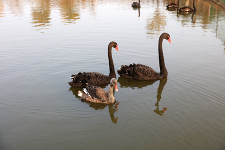 Several black swans were swimming in the waterの写真素材