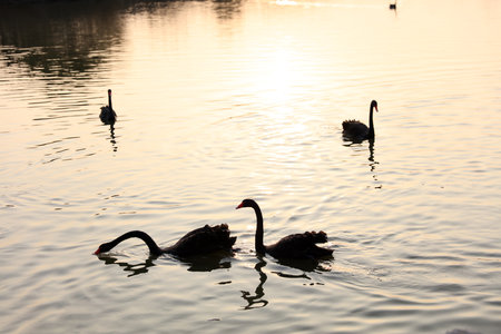 Several black swans were swimming in the waterの写真素材