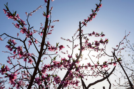 The peach trees blossom in springの写真素材
