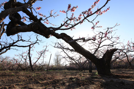 The peach trees blossom in springの写真素材