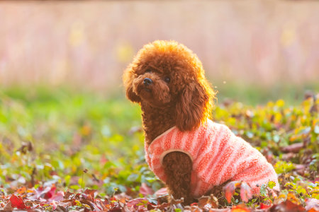 A toy poodle in autumn, beautiful autumn leavesの写真素材