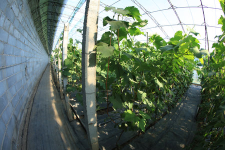 The grapes are in the greenhouse. The grapes are growing in the greenhouseの写真素材