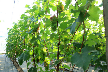 The grapes are in the greenhouse. The grapes are growing in the greenhouseの写真素材