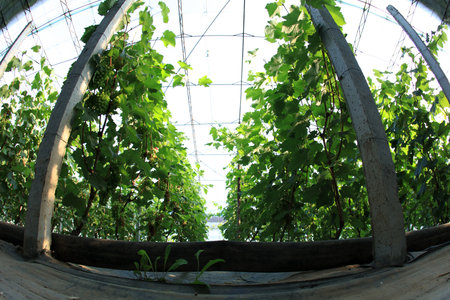 The grapes are in the greenhouse. The grapes are growing in the greenhouseの写真素材