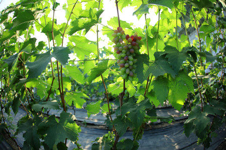 The grapes are in the greenhouse. The grapes are growing in the greenhouseの写真素材